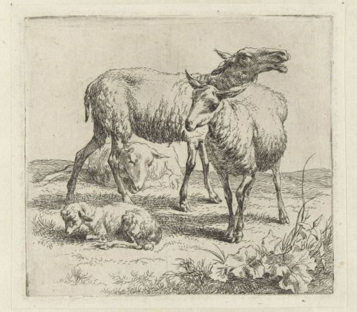 Bleating sheep between two sheep and a lamb