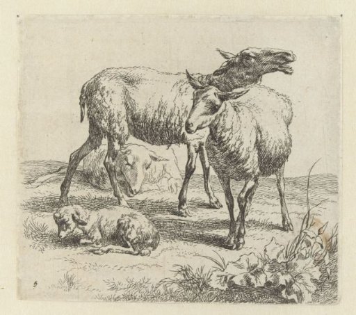 Bleating sheep between two sheep and a lamb