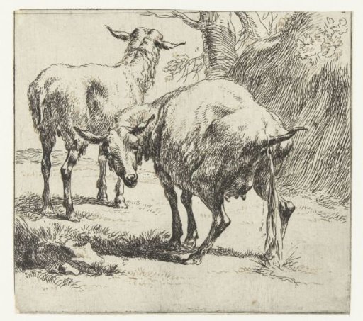 Urinating ewe and a sheep