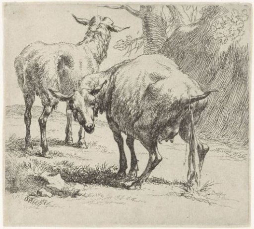 Urinating ewe and sheep