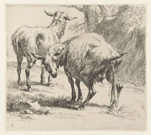 Urinating ewe and a sheep