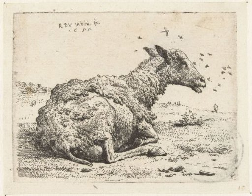Lying sheep with flies