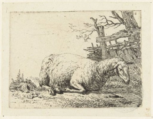 Sheep near a wicker fence