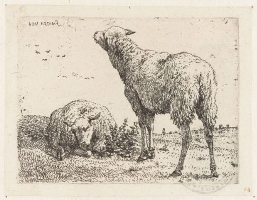 Two sheep