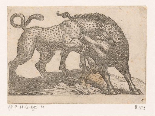 A Leopard Fighting a Boar