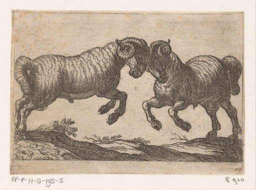Two Fighting Rams