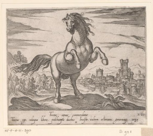 Rearing horse seen from the front