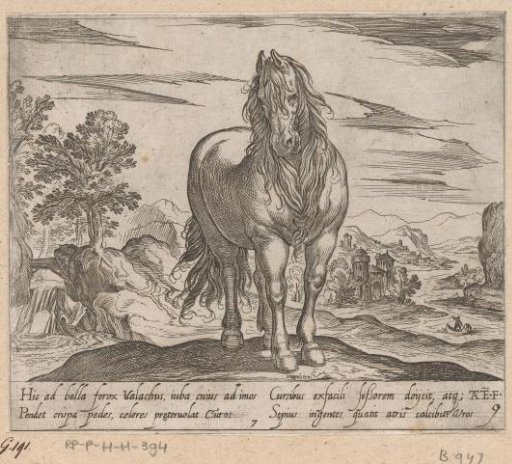 Standing horse seen from the front