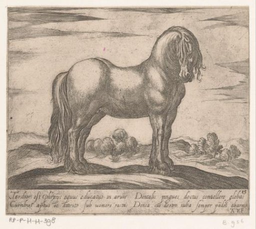 Standing horse turned to the right