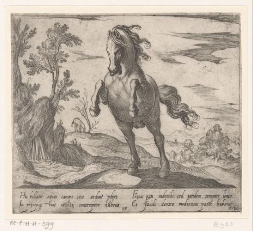 Rearing horse seen from the front