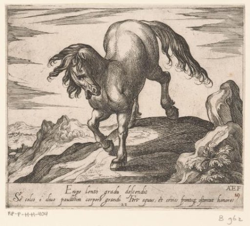 Horse walking down a small hill, seen from the front