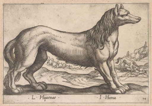 Hyena