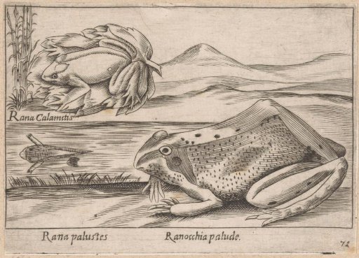 Marsh Frogs