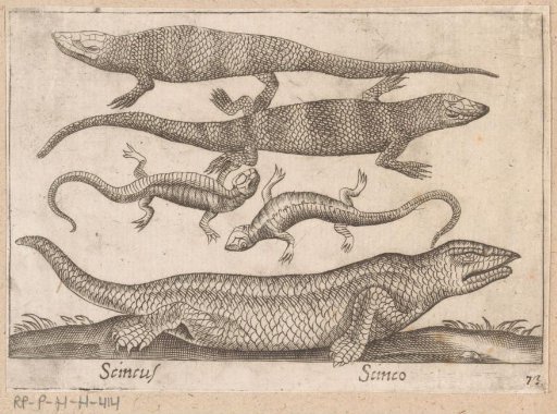 Lizards