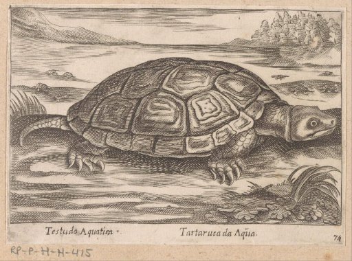 Water Turtle