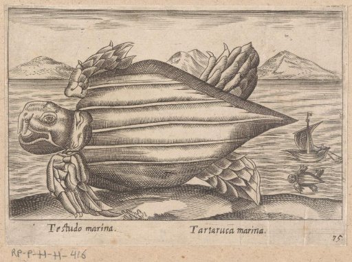 Sea Turtle