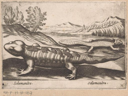 Salamanders