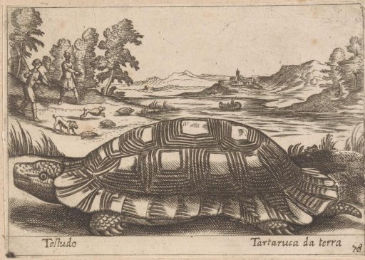 Land Turtle