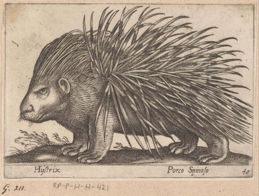 Porcupine