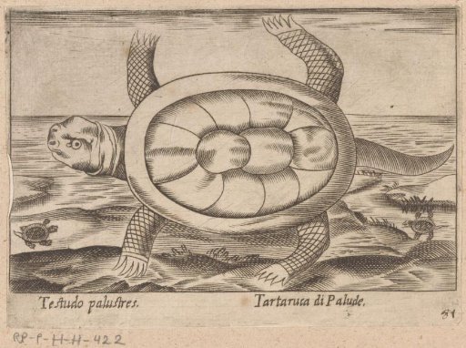 Marsh Turtle