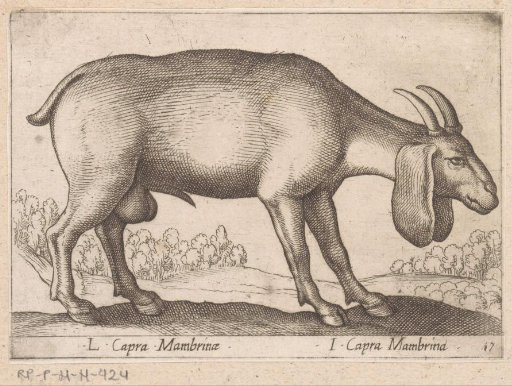 Mambrina Goat