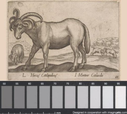 Goat with Six Horns