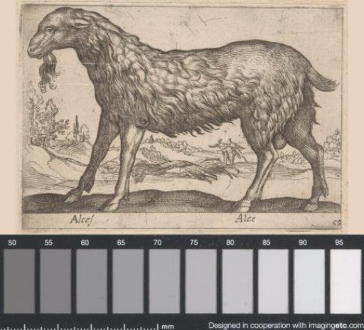 Female Elk