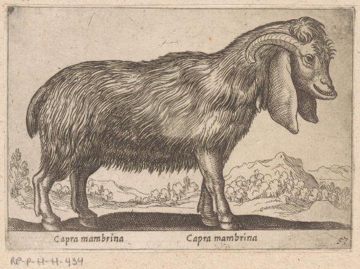 Mambrina Goat