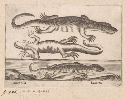 Three Lizards