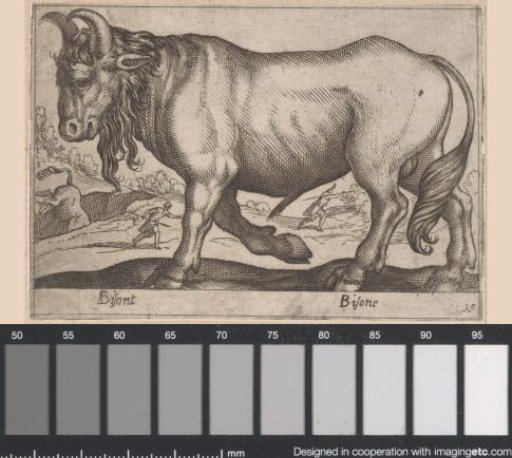 Bison