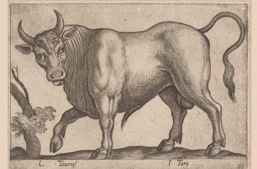 Bull