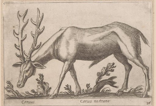 Deer