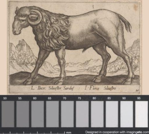 Ram
