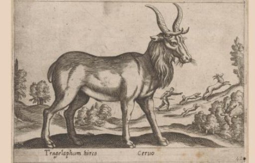 Deer