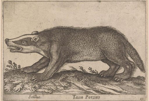 Warthog