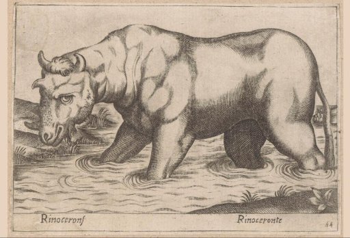 Rhinoceros