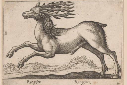 Stag