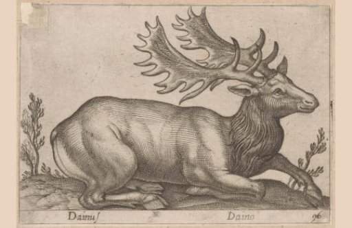 Roe Deer