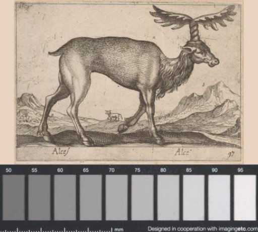 Elk with Twisted Antlers