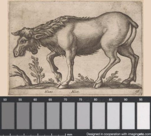 Elk without Antlers