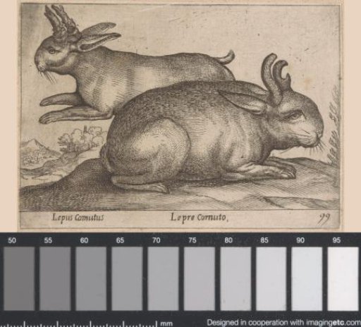 Two Horned Rabbits