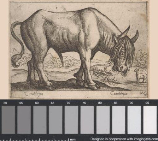 Cattle