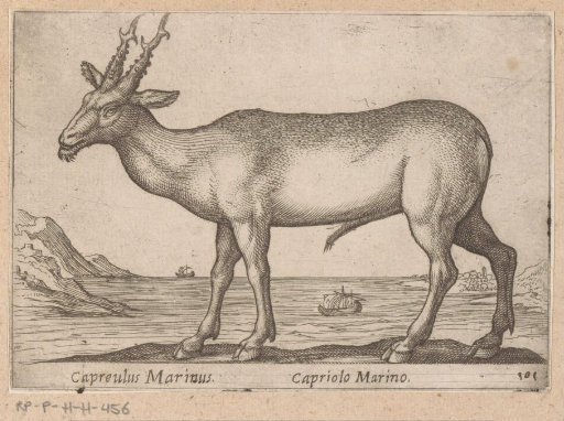 Stag