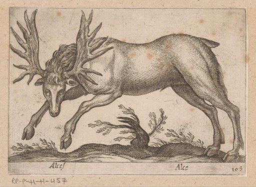 Elk