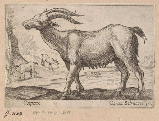 Chamois
