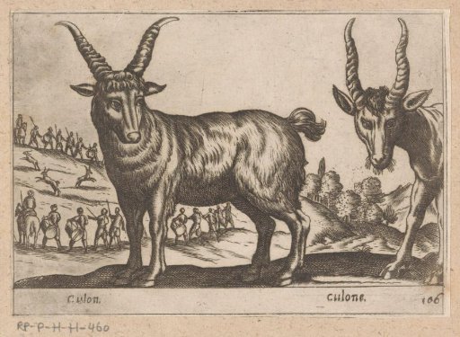 Goats