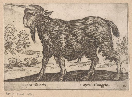 Goat with One Horn