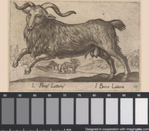 Ram