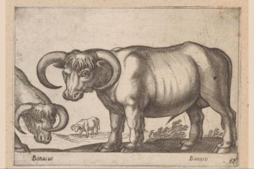 Cattle