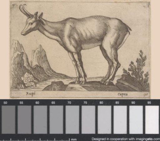 Chamois
